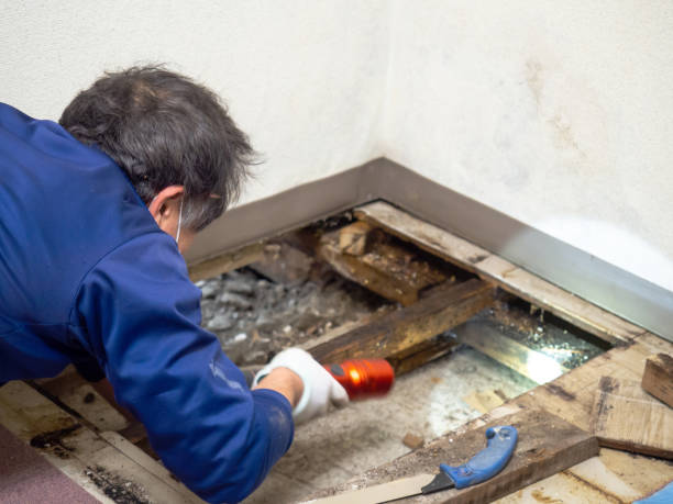 Reliable Midland, TX Mold Remediation Solutions