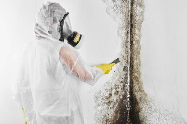 Best Mold Testing and Inspection Services in Midland, TX