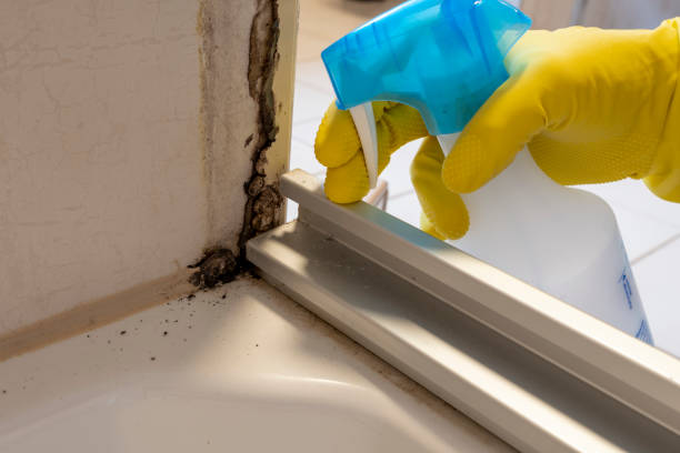 Best Post-Flood Mold Remediation in Midland, TX