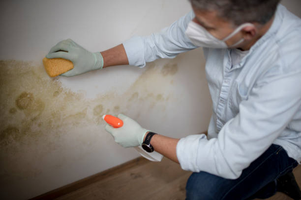 Best White Mold Remediation in Midland, TX