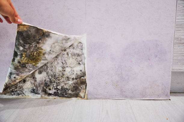 Best Bathroom Mold Remediation in Midland, TX